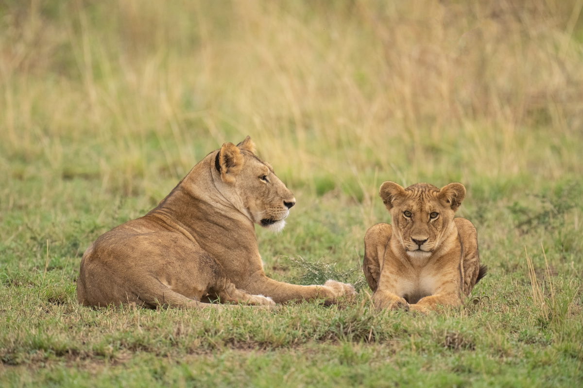 2 Days Safari: Tarangire & Ngorongoro Crater